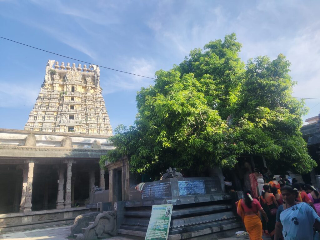 A daytime view inside the inner courtyard of the Ekambareswarar Temple in Kanchipuram, Tamil Nadu. A large, lush green ancient mango tree stands prominently beside a stone platform with informational plaques. In the background, a white and grey multi-tiered temple gopuram tower rises under a clear blue sky, while devotees walk through the temple enclosure in the foreground.